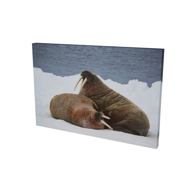 Walruses on Ice, Svalbard