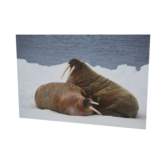 Walruses on Ice, Svalbard