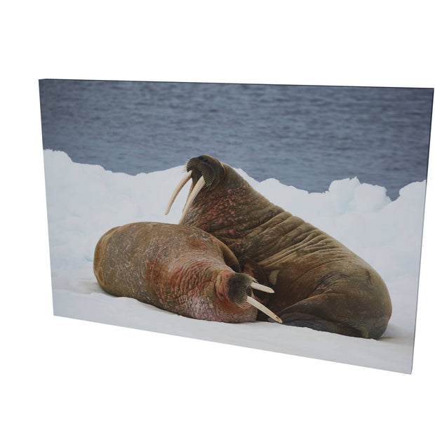 Walruses on Ice, Svalbard