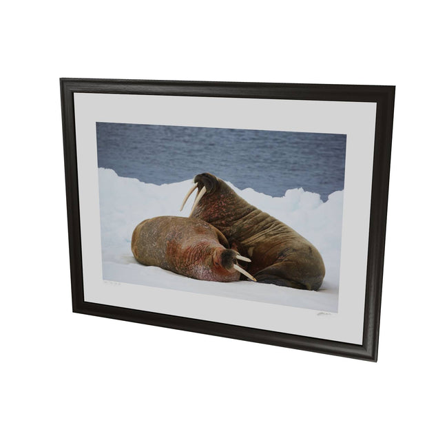 Walruses on Ice, Svalbard