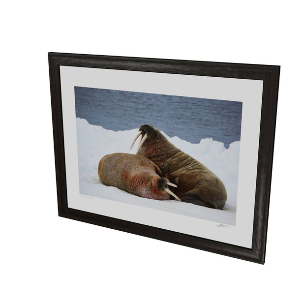 Walruses on Ice, Svalbard