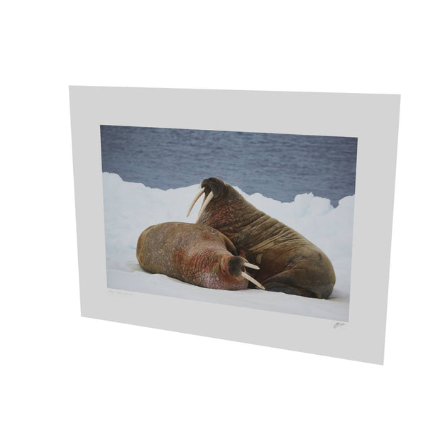 Walruses on Ice, Svalbard