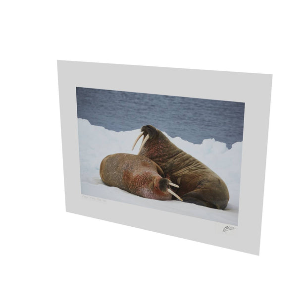 Walruses on Ice, Svalbard