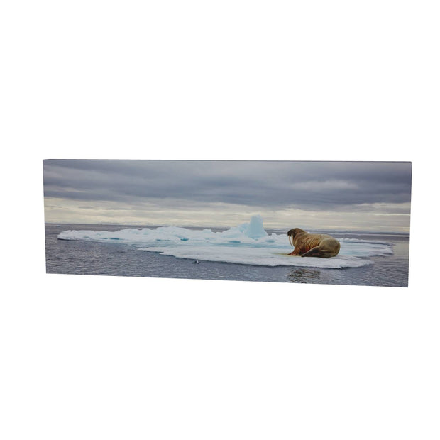 Walrus on Ice, Svalbard