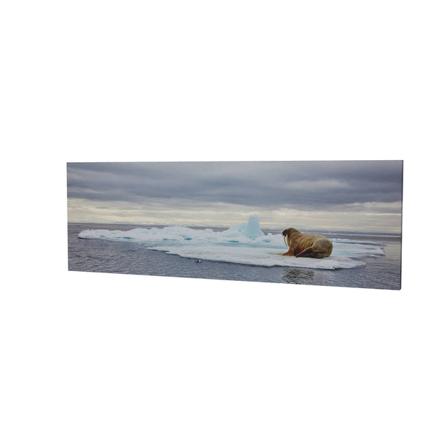 Walrus on Ice, Svalbard