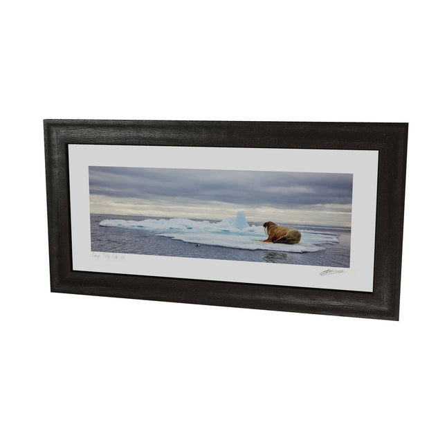Walrus on Ice, Svalbard