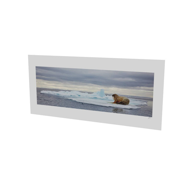 Walrus on Ice, Svalbard