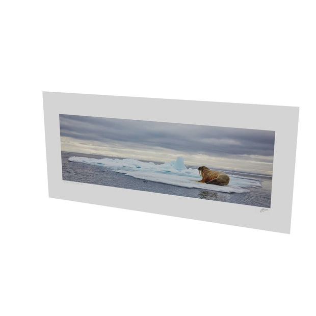 Walrus on Ice, Svalbard