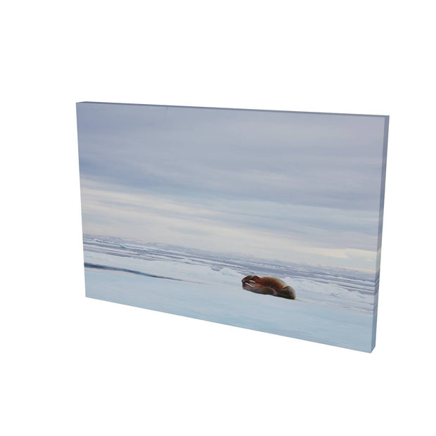 Walrus Facepalm, Svalbard