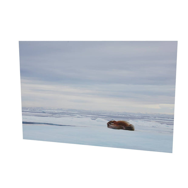 Walrus Facepalm, Svalbard