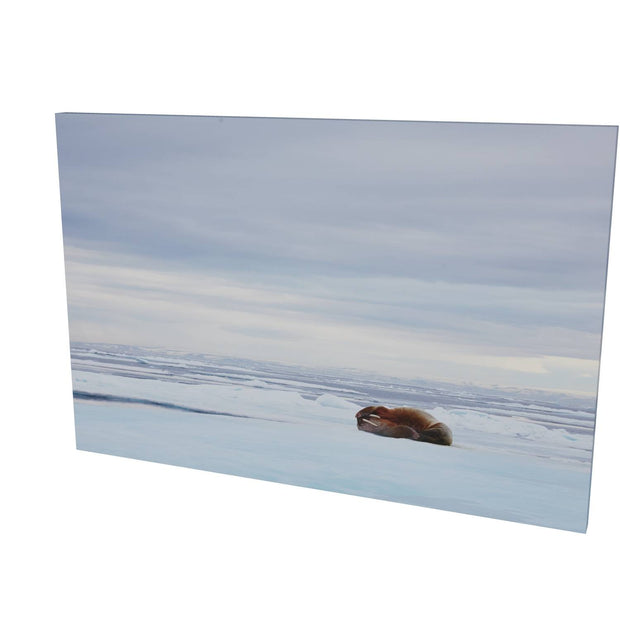 Walrus Facepalm, Svalbard