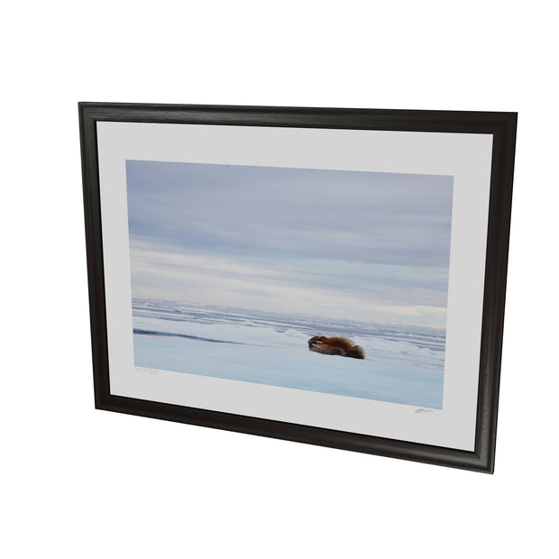 Walrus Facepalm, Svalbard