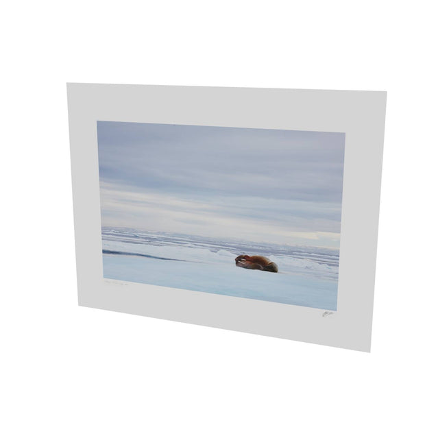 Walrus Facepalm, Svalbard