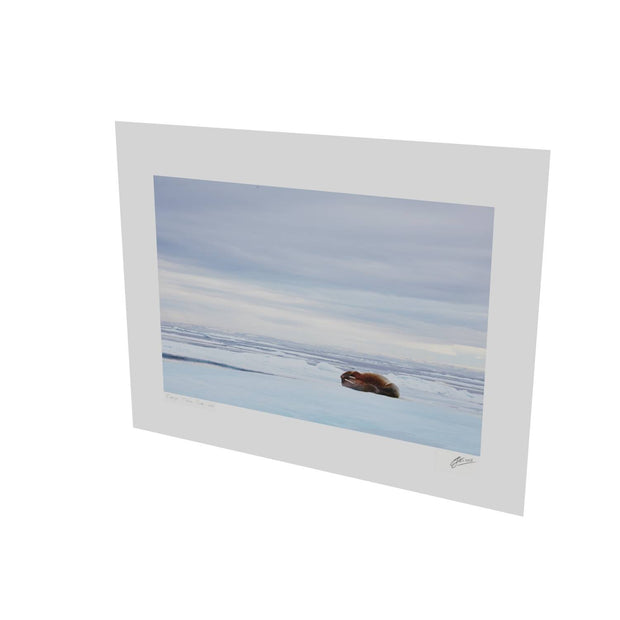 Walrus Facepalm, Svalbard