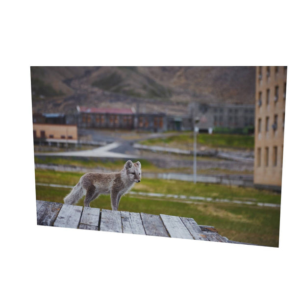 Urban Fox, Svalbard