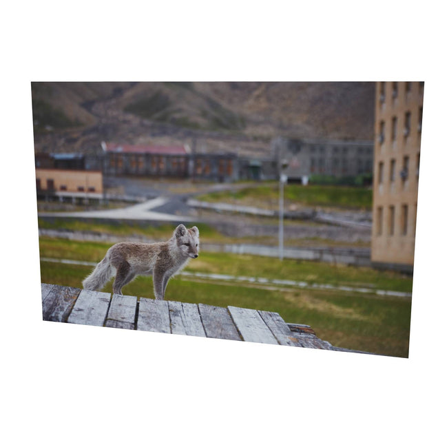 Urban Fox, Svalbard
