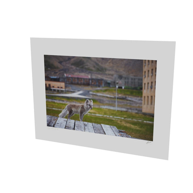 Urban Fox, Svalbard