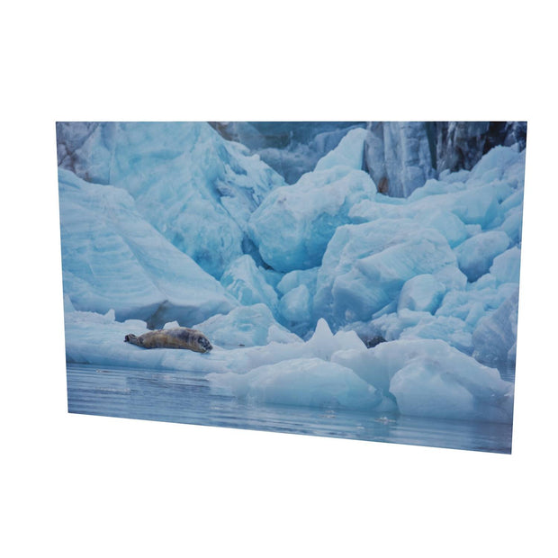 Bearded Seal, Svalbard