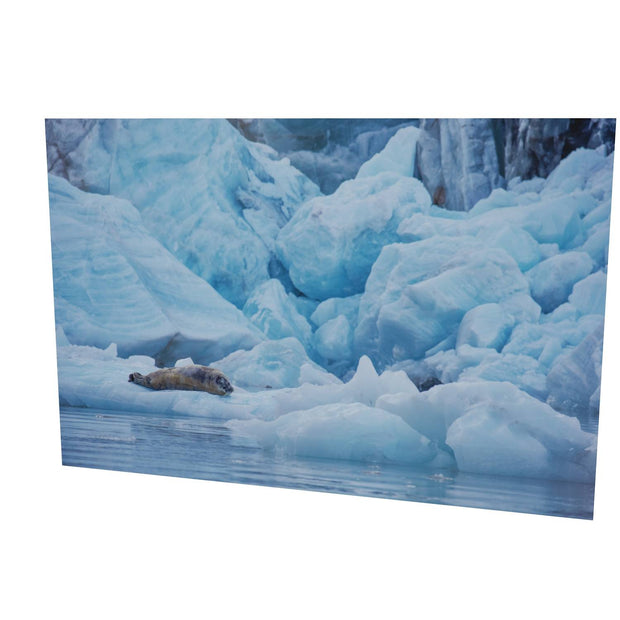 Bearded Seal, Svalbard