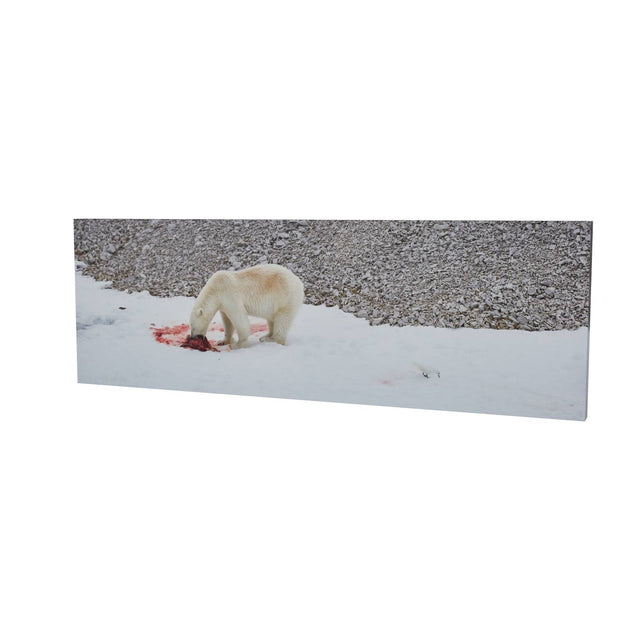 Dinner Time, Svalbard