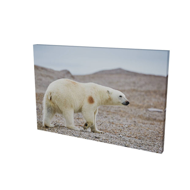 Polar Bear on Beach I, Svalbard