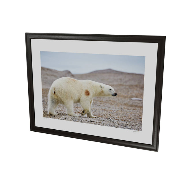 Polar Bear on Beach I, Svalbard