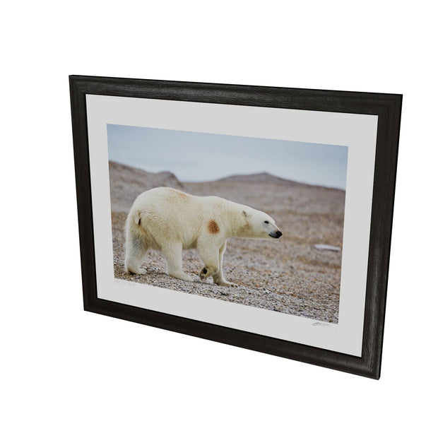 Polar Bear on Beach I, Svalbard