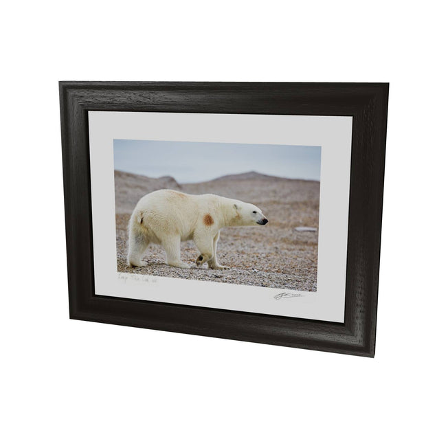 Polar Bear on Beach I, Svalbard