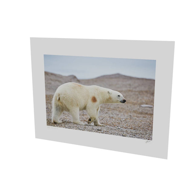 Polar Bear on Beach I, Svalbard