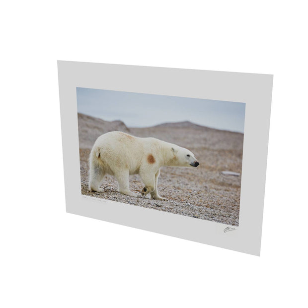 Polar Bear on Beach I, Svalbard