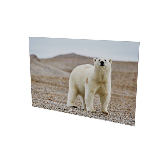 Curious Polar Bear on Beach, Svalbard
