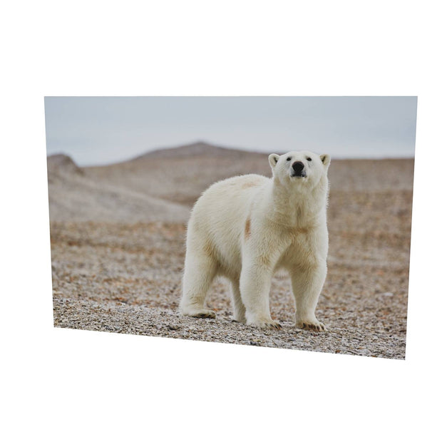 Curious Polar Bear on Beach, Svalbard