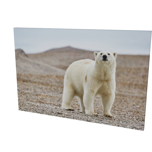 Curious Polar Bear on Beach, Svalbard