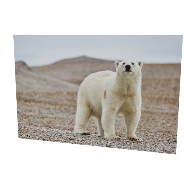 Curious Polar Bear on Beach, Svalbard