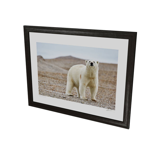 Curious Polar Bear on Beach, Svalbard
