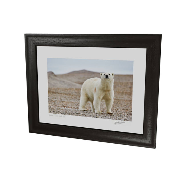 Curious Polar Bear on Beach, Svalbard