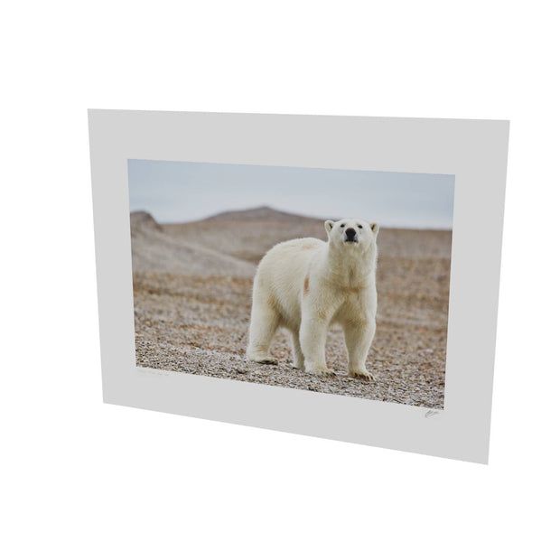 Curious Polar Bear on Beach, Svalbard