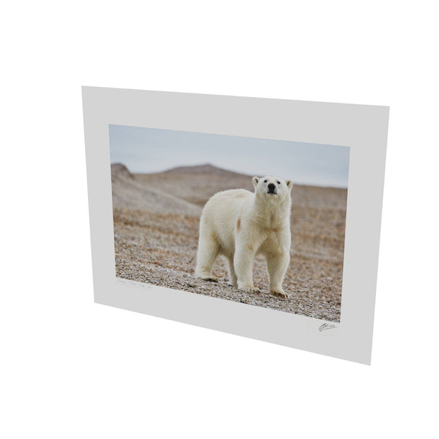 Curious Polar Bear on Beach, Svalbard