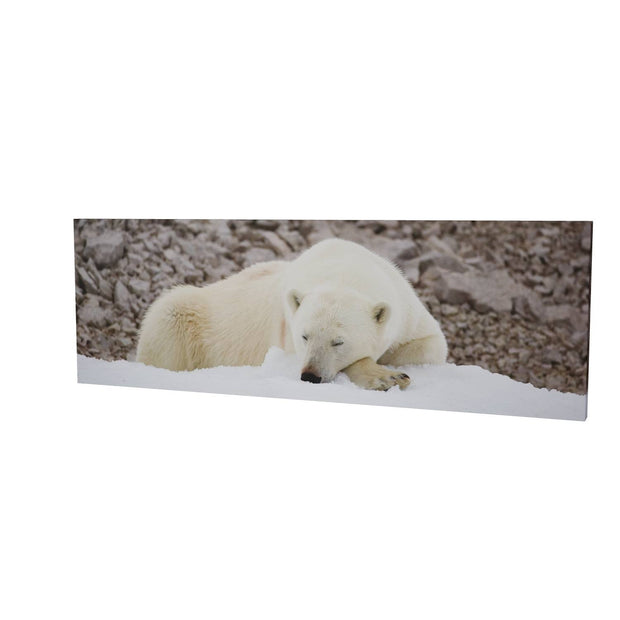 Sleeping Polar Bear II, Svalbard