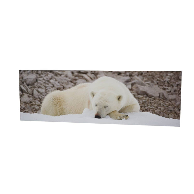 Sleeping Polar Bear II, Svalbard
