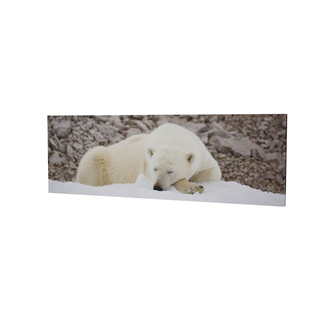 Sleeping Polar Bear II, Svalbard