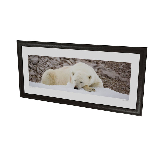 Sleeping Polar Bear II, Svalbard