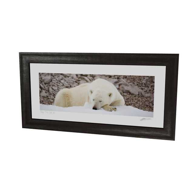 Sleeping Polar Bear II, Svalbard