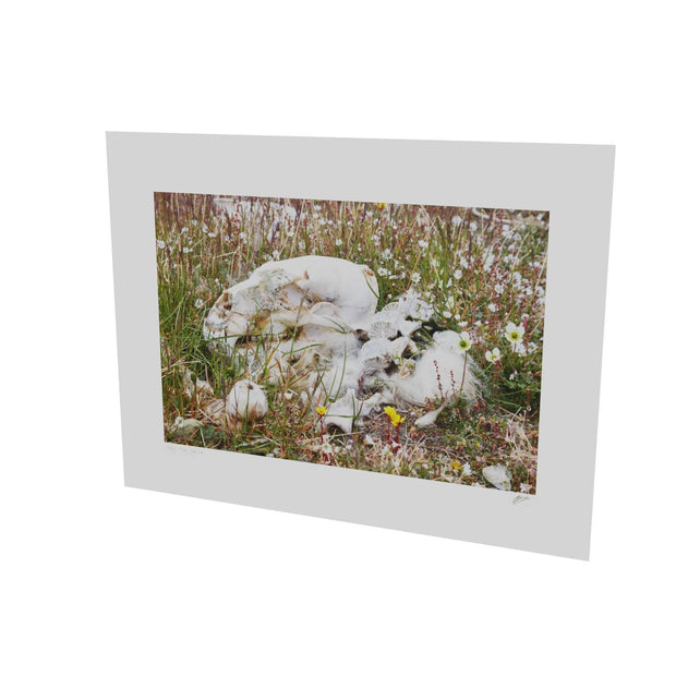 Polar Bear Bones, Svalbard