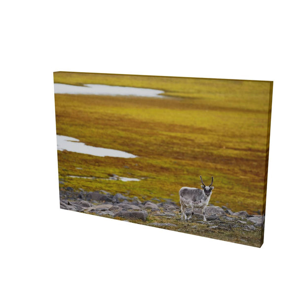 Svalbard Reindeer, Svalbard