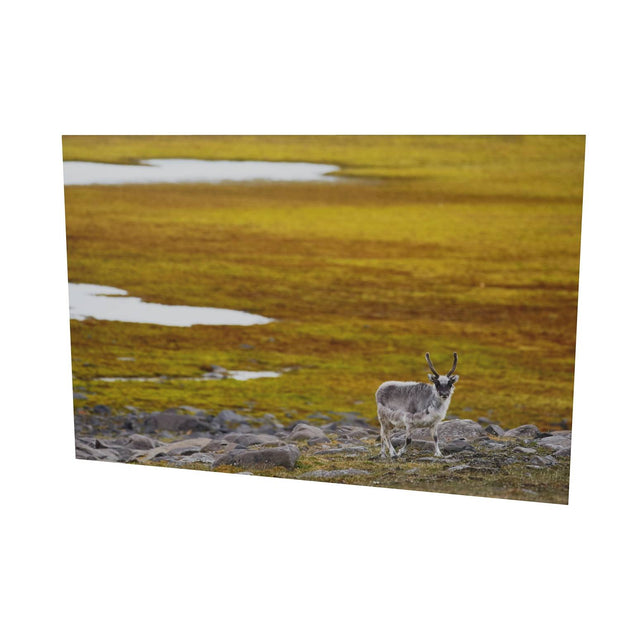 Svalbard Reindeer, Svalbard
