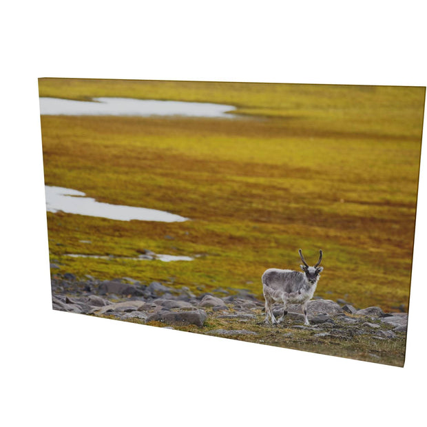 Svalbard Reindeer, Svalbard