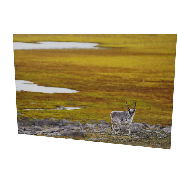 Svalbard Reindeer, Svalbard