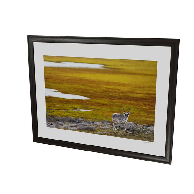 Svalbard Reindeer, Svalbard