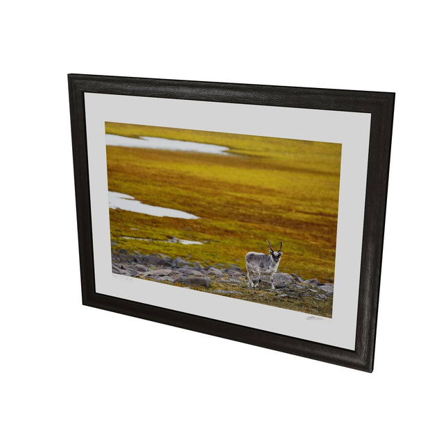 Svalbard Reindeer, Svalbard